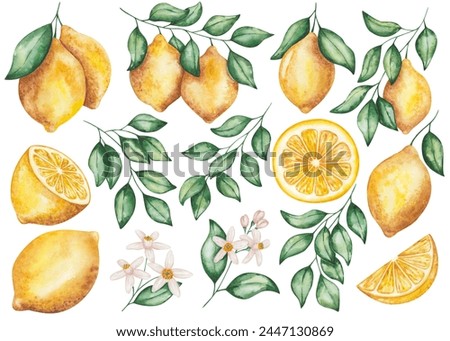 Watercolor set of illustrations. Hand painted lemons with green leaves, flowers, branches. Cut in half, sliced lemons. Tropical citrus fruits. Fresh juice ingredient. Vitamin C. Isolated food clip art