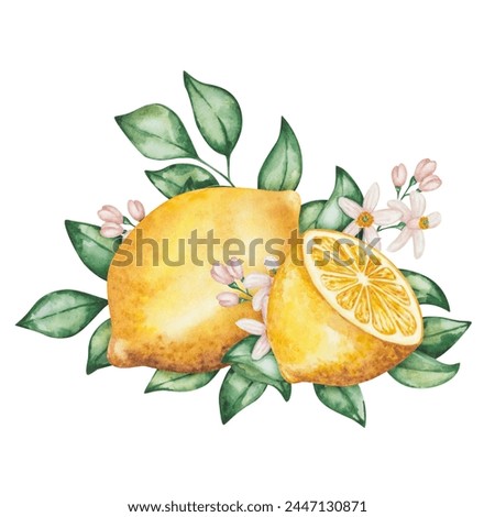 Watercolor illustration. Hand painted lemons with green leaves, flowers, branches. Cut in half, sliced lemons. Tropical citrus fruits. Fresh juice ingredient. Vitamin C. Isolated food clip art