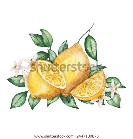 Watercolor illustration. Hand painted lemons with green leaves, flowers, branches. Cut in half, sliced lemons. Tropical citrus fruits. Fresh juice ingredient. Vitamin C. Isolated food clip art