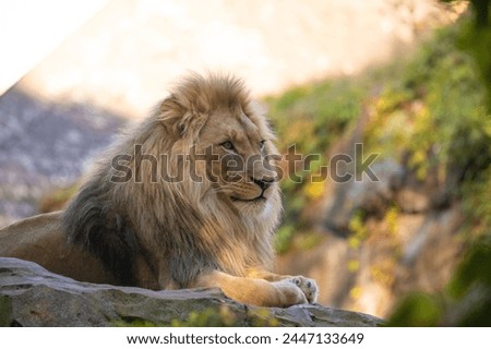 lion in bright golden rays setting sun. Close-up. Love and tenderness king of beasts. Nature yellow background with wild animals
