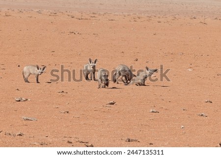 Picture of a group of fennecs on the edge of the Namib Desert in Namibia during the day