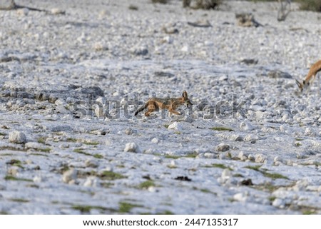 Picture of an African fox taken in Etosha National Park in Namibia during the day