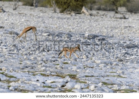 Picture of an African fox taken in Etosha National Park in Namibia during the day