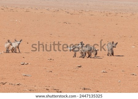 Picture of a group of fennecs on the edge of the Namib Desert in Namibia during the day