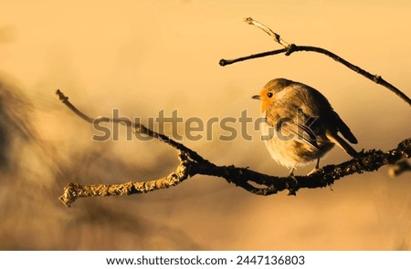 High-quality stock photos featuring beautiful robin birds in various settings