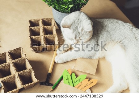 Curious British cat helps to plant seeds in the home garden. Friendship of a person with a pet, hobbies and agrarian life during the lockdown. The concept of ecological and plant economy.  Royalty-Free Stock Photo #2447138529