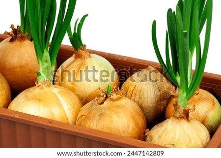 Green onions growing in a pot. Grows in the ground. On a white background, blue background. Poached onions in the ground. Food. Agricultural life. Organic food in the garden. Place for text.