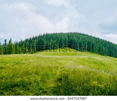 landscape in the mountains, forest, travel, in green tones, travel, Carpathian mountains, hiking in the mountains, poster, wallpaper, cover, summer, scenery Royalty-Free Stock Photo #2447147087