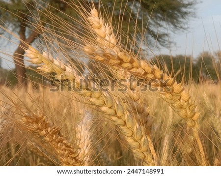 Triticum aestivum L plant or wheat plant or wheat field.Close to ripe wheat plant background Royalty-Free Stock Photo #2447148991