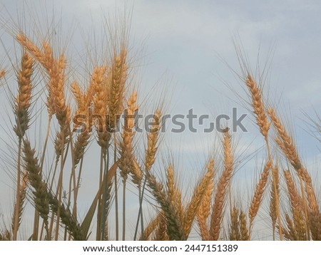 Triticum aestivum L plant or wheat plant or wheat field.Close to ripe wheat plant background Royalty-Free Stock Photo #2447151389