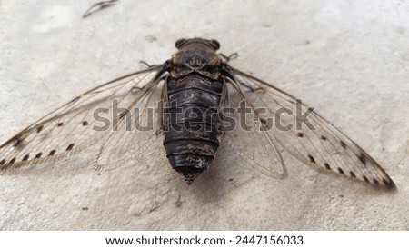 Local unknown bug called "Tongir" in Sabahan local language