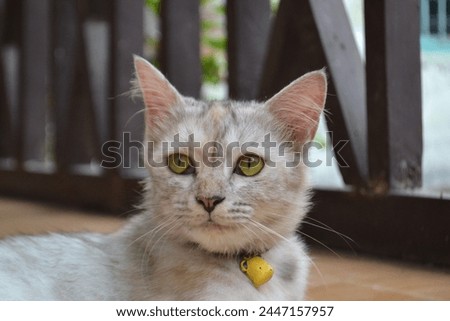 A charming image of a cat gazing towards the camera with expressive eyes. Its soft fur and striking colors add to the allure of this image