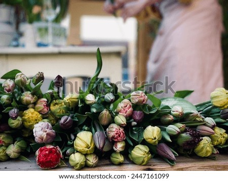 Handpicked Tulips in different colours being sorted Royalty-Free Stock Photo #2447161099