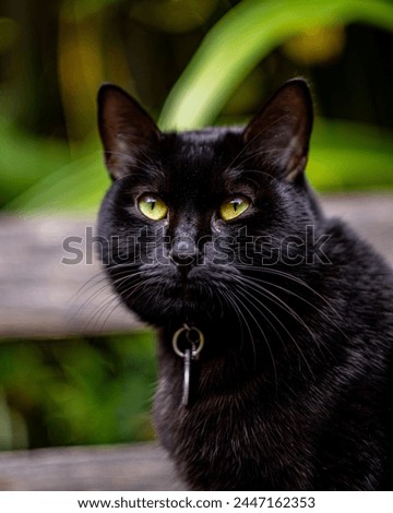 Black Cat in green garden