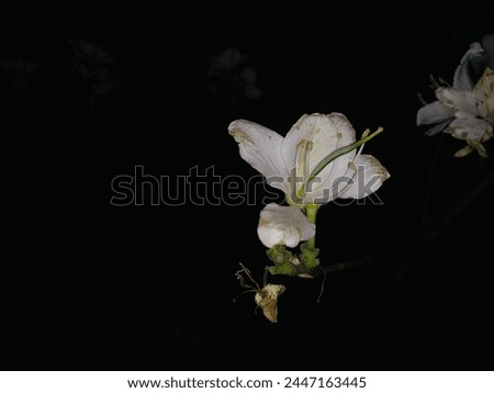 White flowers in dark night