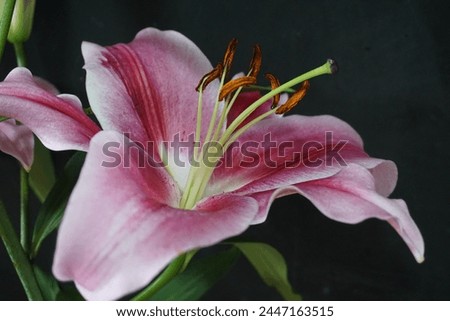 Lilly on black background close up  Royalty-Free Stock Photo #2447163515