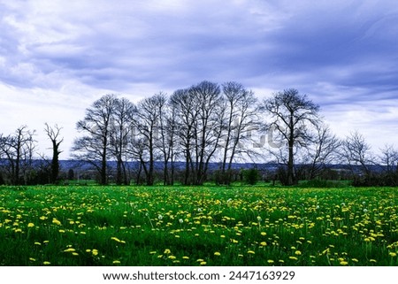 Spring, the fields are full of dandelions.