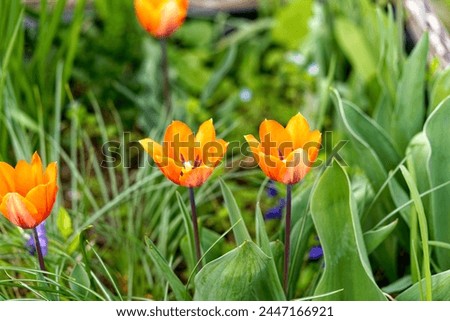 High angle view of orange tulips Tulipa gesneriana L. at Swiss City of Zürich on a cloudy spring day. Photo taken April 8th, 2024, Zurich, Switzerland. Royalty-Free Stock Photo #2447166921