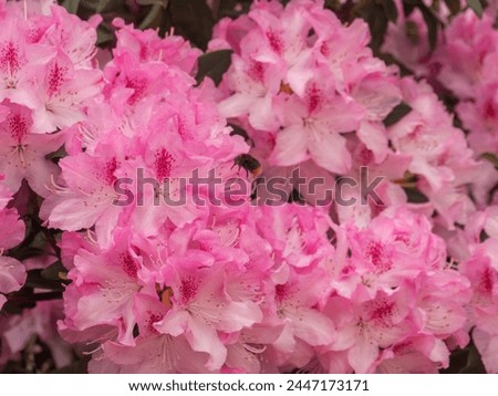 Pink Rhododendron Blossoms with Pollinating Bee