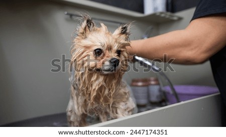 A woman showers a cute Pomeranian dog in a grooming salon. Royalty-Free Stock Photo #2447174351