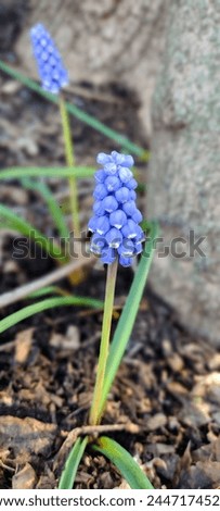 Pretty blue dainty flowers on an early spring morning. Royalty-Free Stock Photo #2447174525