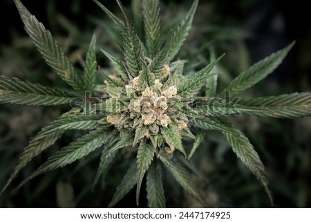 Top down view of a flowering cannabis plant	 Royalty-Free Stock Photo #2447174925