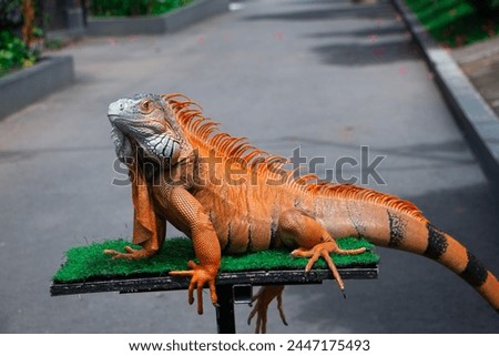 Detail  the head of  Super Red Iguana with rows of scales and a crest Royalty-Free Stock Photo #2447175493