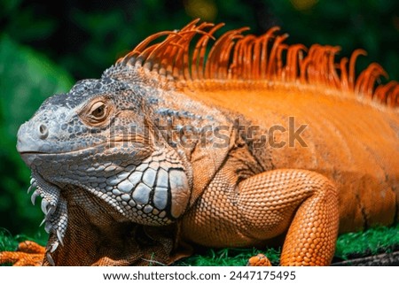 Detail  the head of  Super Red Iguana with rows of scales and a crest Royalty-Free Stock Photo #2447175495