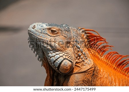 Detail  the head of  Super Red Iguana with rows of scales and a crest Royalty-Free Stock Photo #2447175499