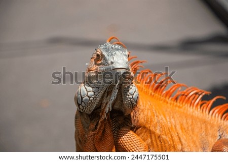 Detail  the head of  Super Red Iguana with rows of scales and a crest Royalty-Free Stock Photo #2447175501