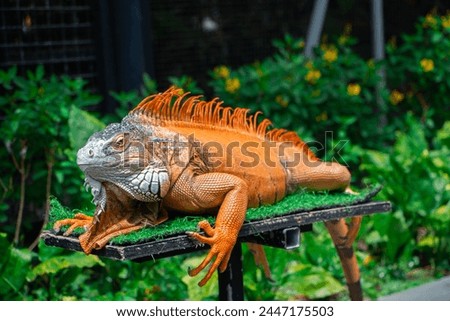Detail  the head of  Super Red Iguana with rows of scales and a crest Royalty-Free Stock Photo #2447175503