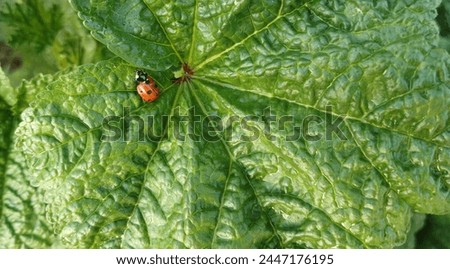 The ladybug sits on a beautiful large green mallow leaf and enjoys life.