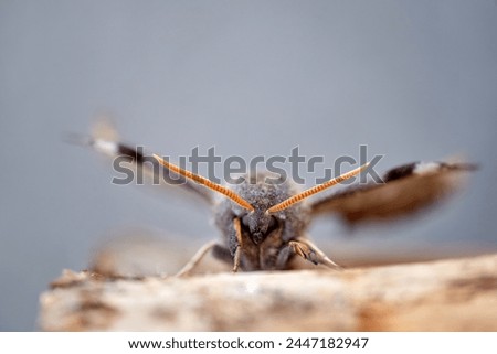 Macro bug close up photo 
