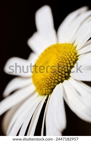 Flower close up picture blooming