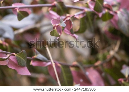 pink flowers growing on  a cherry tree