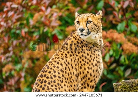 Portrait of a cheetah with colorful background.