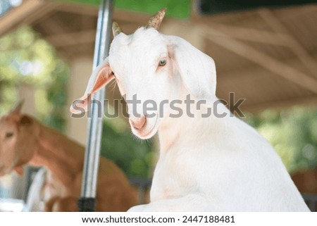 The white Goat in the Zoo of Southeast Asia, Hi resolution picture of Goat