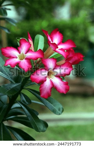 Blooming pink adenium flowers with blurry green background 