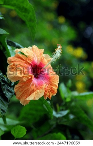 Blooming orange colour shoeblackplant flower with blurred green leaves background, image for mobile phone screen, display, wallpaper, screensaver, lock screen and home screen or background