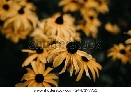 Yellow beautiful flowers.
A comfortable:
Wallpaper,Image,Photo, nice, beautiful,wonderful, nature, Background