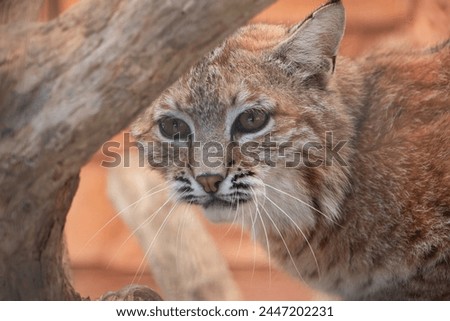 Cute big cat of bobcat sitting on the tree