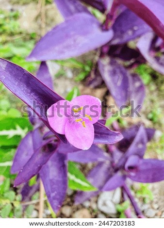 purple heart flowers in the city park