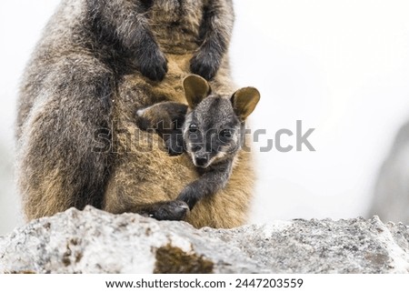 A kangaroo holding a baby kangaroo
