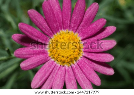 Argyranthemum frutescens, commonly known as Marguerite Daisy or Paris Daisy, is a species of flowering plant in the Asteraceae family.