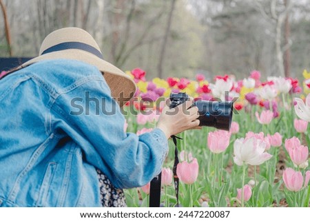 
A woman photographing a tulip field