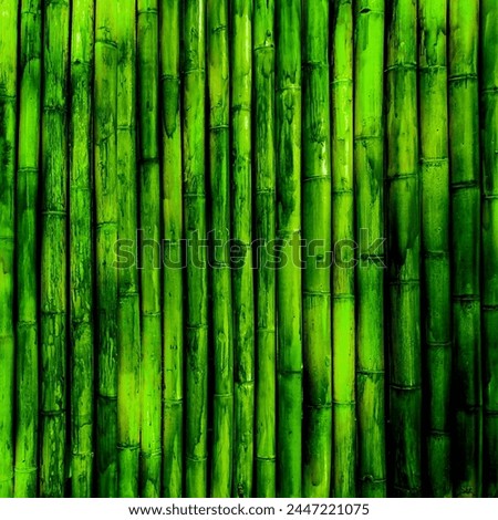 green japanese bamboo forest and growing oriental wallpaper bamboo natural background.