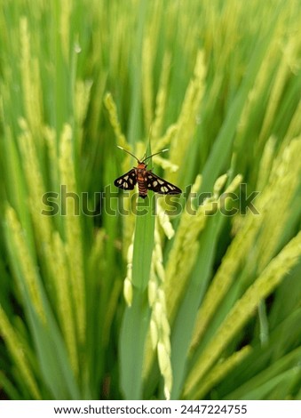 kinds of Insecta in gardens and rice fields after rain in summer