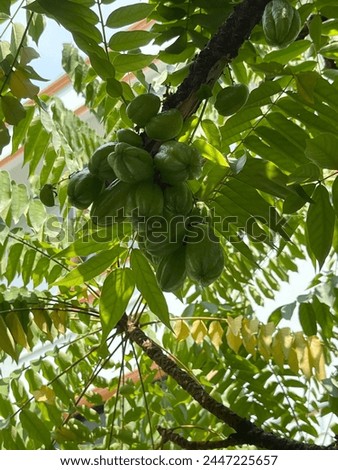 Averrhoa bilimbi (commonly known as bilimbi, cucumber tree, is a fruit-bearing tree of the genus Averrhoa, family Oxalidaceae. Royalty-Free Stock Photo #2447225657