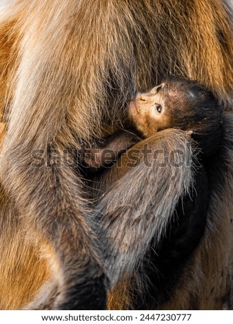 A baby monkey in a mother's arms

