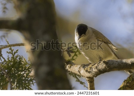 Eurasian Blackcap perched on a tree branch in the morning light
